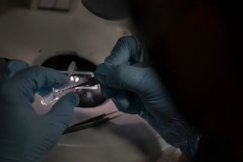 Gloved hands handling research sample Stock Photos