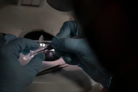 Gloved hands handling research sample Stock Photos