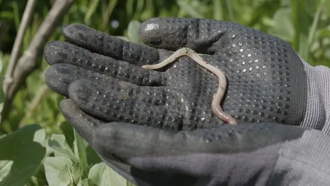 Gloved hands hold an earthworm living in a garden, France Stock Footage 289743737