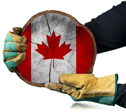 Gloved Hands Holding a Cross Section of a Tree Trunk with the Canadian Flag Stock Photos