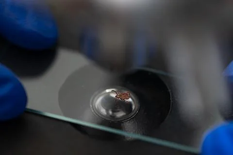 Gloved hands holding microscope slide with tick during examination in 写真素材