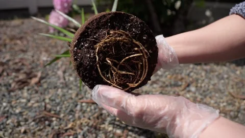 Gloved hands holding small palm with roots visible Stock Footage 328327572