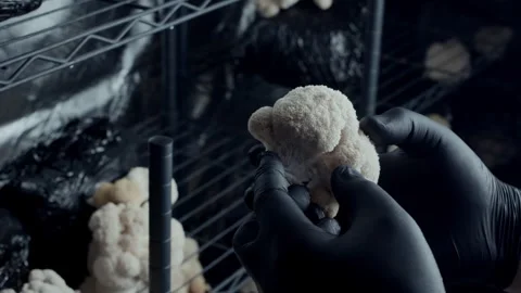 Gloved Hands Inspecting Lions Mane Mushroom over Cultivation Tray Видео 332043241