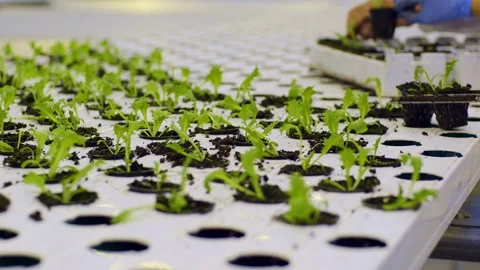 Gloved hands lay out new seedlings of lettuce leaves in the greenhouse, several Stock Footage 257743521