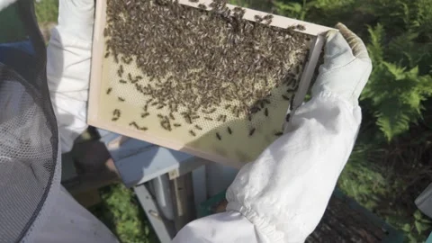 Gloved hands lift a frame of new white comb from a hive Stock Footage 341288647