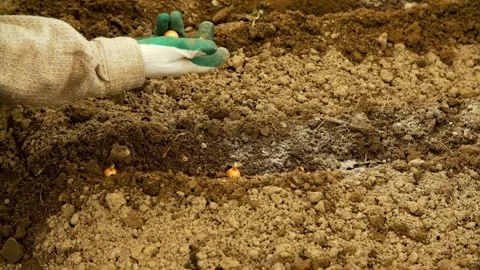 Gloved hands plant small onion bulbs into garden soil Video stock 333875905
