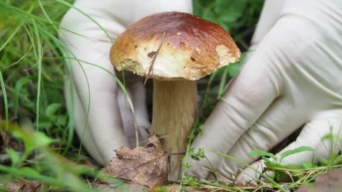 Gloved hands pluck a white mushroom in the forest. search for mushrooms in the Stock Footage 143273654