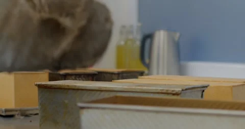 Gloved hands positioning loaf pans beside bread on bakery countertop with soft Stock Footage 344597762