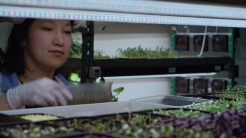 Gloved Hands Positioning Microgreen Sprouts on Shelves 스톡 동영상 331290653