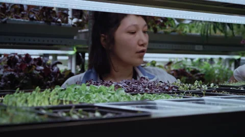 Gloved Hands Positioning Microgreen Sprouts on Shelves Stock-Footage 331291044