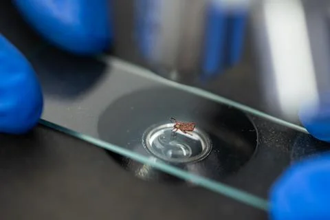 Gloved hands positioning a tick on a microscope slide for scientific analysis 写真素材