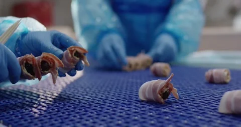 Gloved hands preparing small bacon wrapped rolls on a blue conveyor grid in a 動画素材 339986805