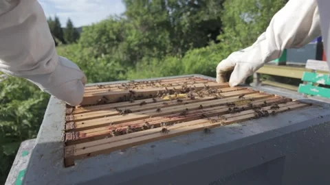 Gloved hands prise open a beehive with a metal hive tool Stock Footage 341288650