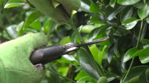 Gloved hands pruning glossy hedge plant with secateurs in slow motion gardening Stock Footage 338348813