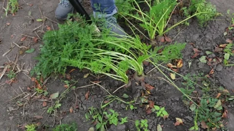 Gloved hands pull carrots out of the ground. Stock Footage 143655155