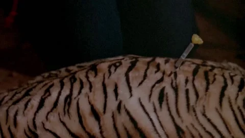 Gloved hands pulling tranquilizer dart from tiger's back Stock Footage 260259006