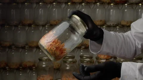 Gloved Hands Rotating Sealed Cordyceps Culture Jar in Laboratory Stock Footage 329787532
