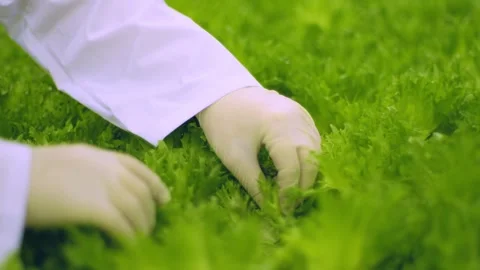 Gloved hands sort through lettuce leaves, a greenhouse employee checks lettuce Stock Footage 257305181