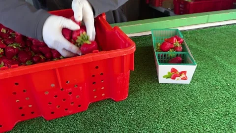 Gloved Hands Sorting Fresh Strawberries Stock Footage 313961263