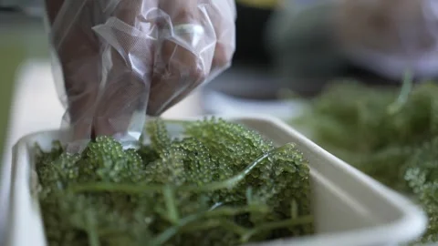 Gloved hands sorting green sea grapes for food packaging Stock Footage 339529129