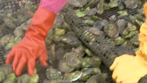 Gloved hands sorting through fresh oysters Stock Footage 233207505