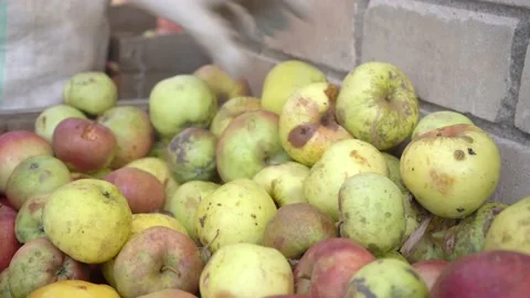 Gloved hands take apples collected in a wooden box. Crumpled ripe dirty broken Stock Footage 167701875