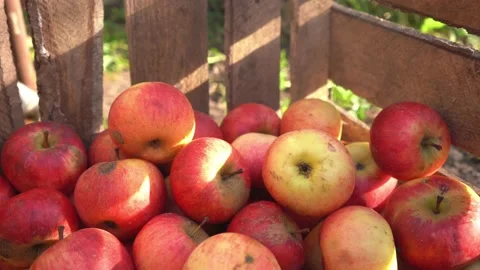 Gloved hands take red and green apples collected in a wooden box. Crumpled ripe Stock Footage 167701989