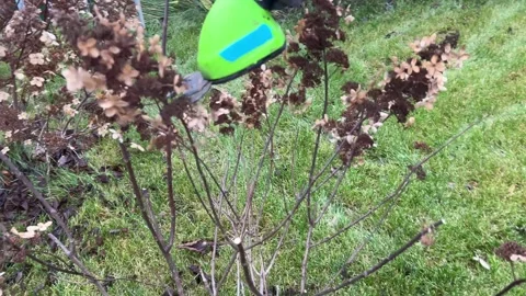 Gloved hands trimming dry hydrangea branches with cordless garden trimmers   Vidéo 321063169