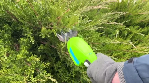 Gloved hands trimming evergreen juniper bush with cordless garden trimmer Vidéo 321063173