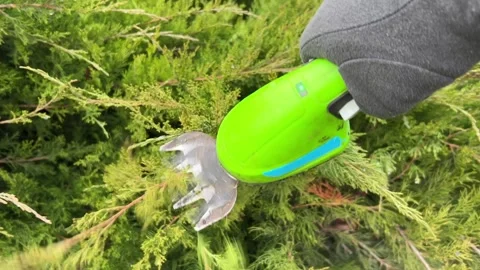 Gloved hands trimming evergreen juniper bush with cordless garden trimmer Stock Footage 321063183