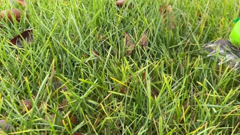 Gloved hands trimming grass tips with a compact cordless garden trimmer  Stock Footage 321063184