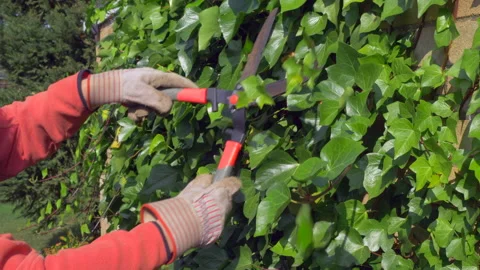 Gloved hands trimming ivy with shears. Video stock 161897950