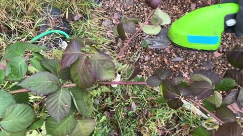 Gloved hands trimming a leafy branch with compact cordless shears Stock Footage 321063185