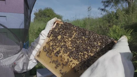 Gloved hands turn a brood frame crowded with honey bees Stock Footage 341288631