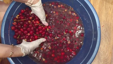 Gloved hands washing fresh cherries in a blue basin with water, top view, h.. Stock Footage 337126319