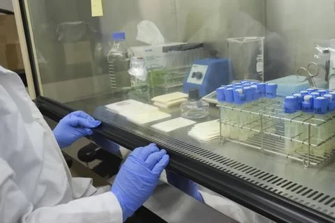 A gloved laboratory assistant in front of the workspace where the flasks wi.. Fotos de archivo
