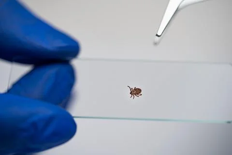 Gloved scientist examining a tick on a microscope slide with tweezers in a Stock-Fotos