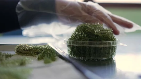 Gloved worker packing green sea grapes into clear food container Stock Footage 339529132
