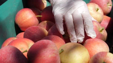 A gloved worker puts apples into an apple crate Stock Footage 153703770