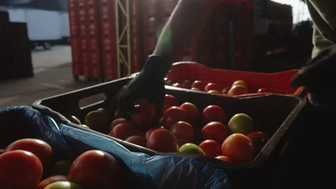 Gloved Worker Sorting Tomatoes Between Crates at Sunrise Stock Footage 340564374