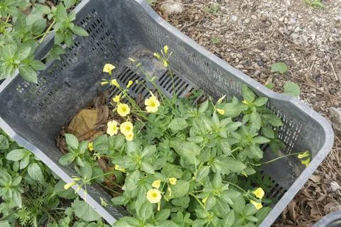 Glover plant in a plastic box Stock Photos
