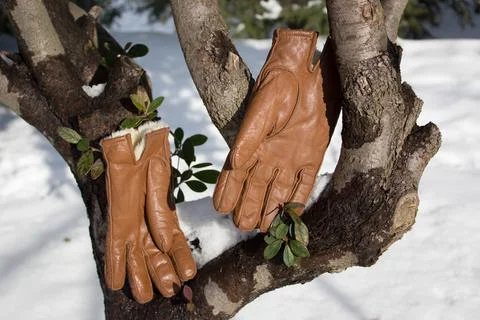 Gloves on a tree branch Stock Photos