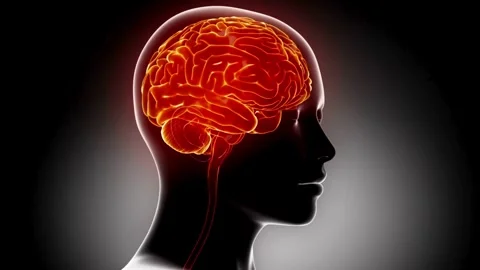 Glow Brain: Human Mind Activity &amp; Neural Network Animation Stock Footage 332636607