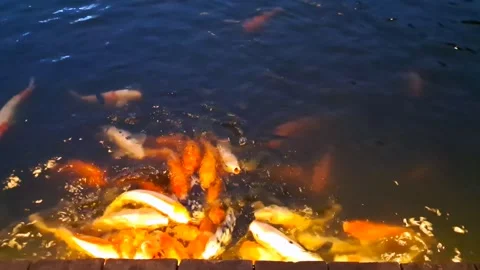 Glow Effect Horizontal Shot of Golden Koi Fish in Pond Stock-Footage 336437703