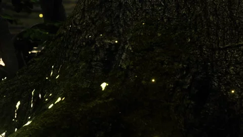 Glow from fireflies on a tree trunk at night in a forest Stock Footage 341005011