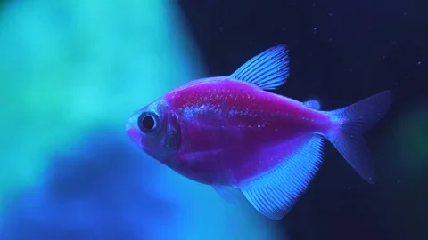 Glow fish close-up in 4K Stockbeeldmateriaal 90467906