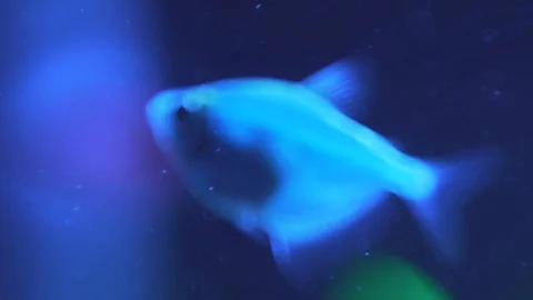 Glow fish close-up in 4K Stockbeeldmateriaal 90467934