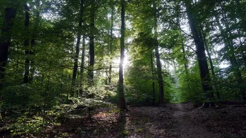 A glow in the forest Stock-Fotos