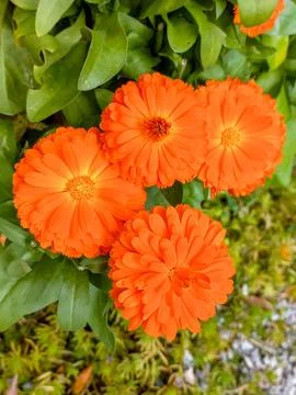 The Glow of Orange Calendulas Stock Photos