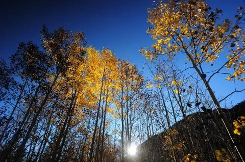 Glow tree Stock Photos